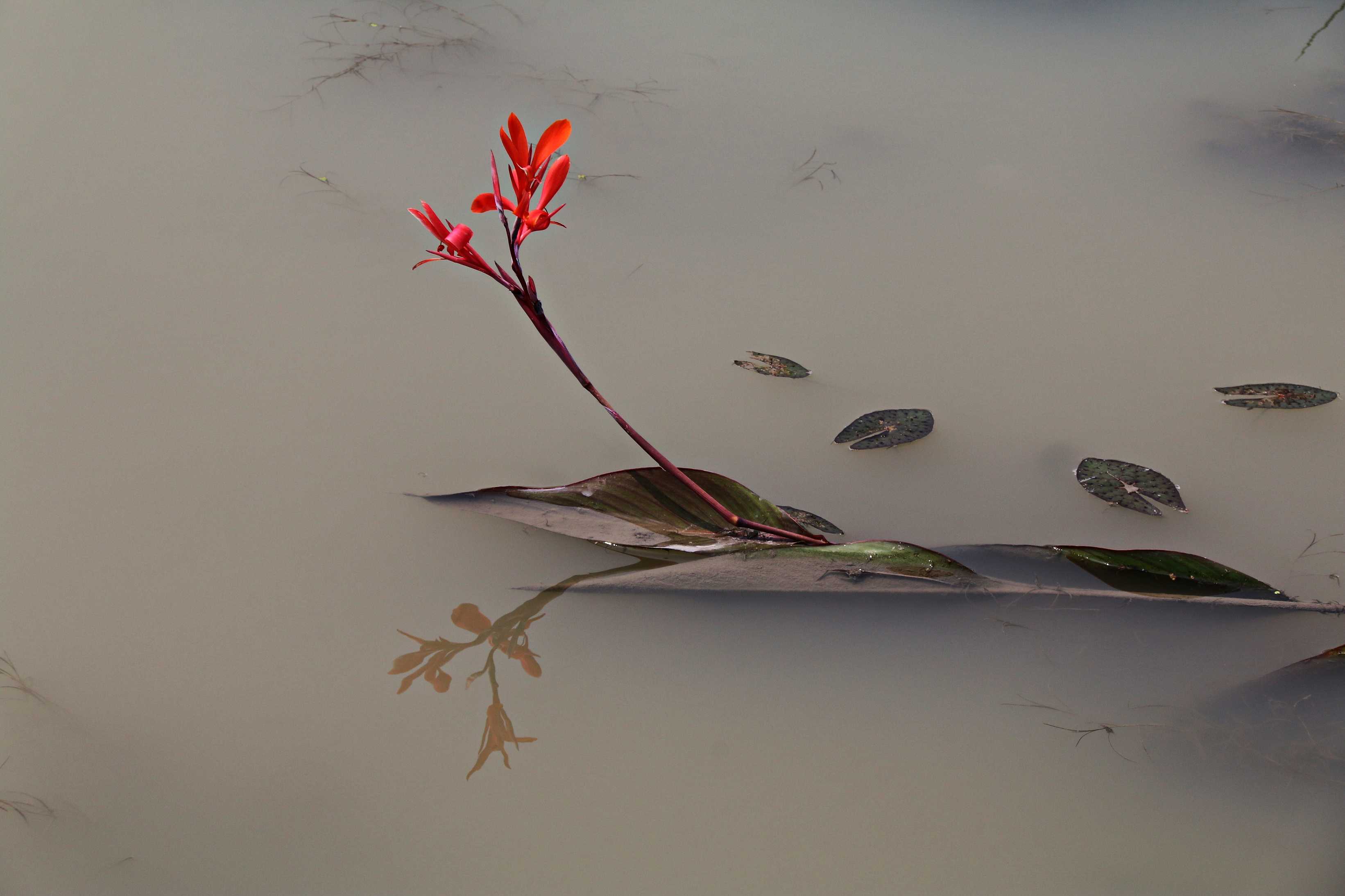 Small Red Flower In Cloudy Lake